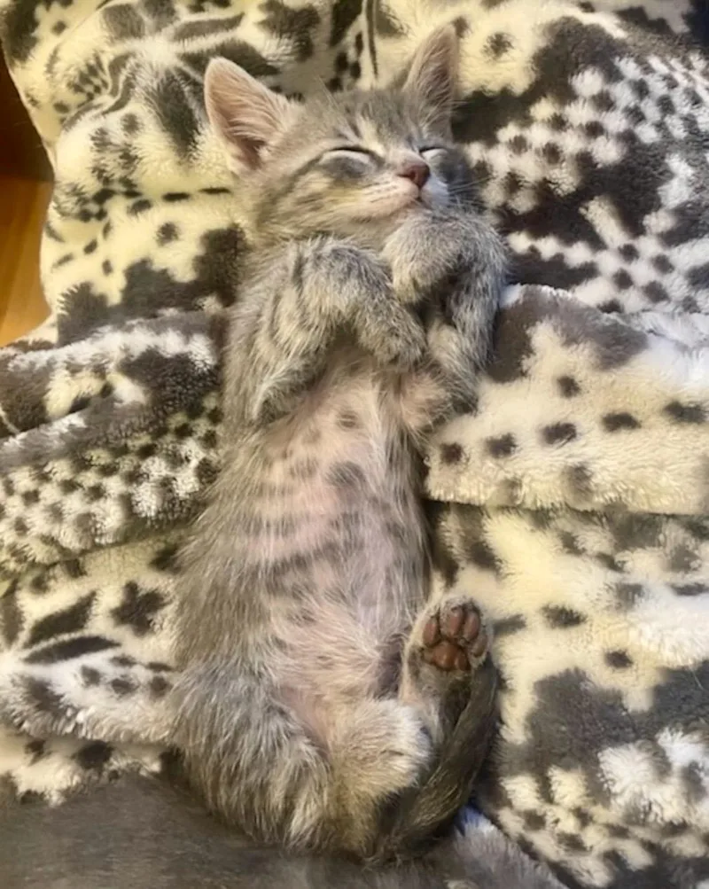 Darwin