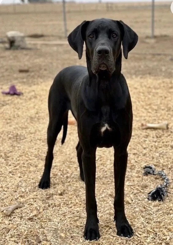 A young large-sized male Great Dane dog named Vinetta for adoption in Windsor, CO