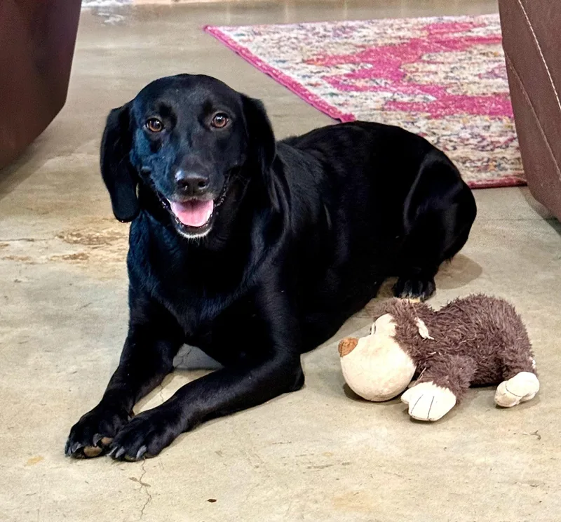 A young medium-sized female Black Labrador Retriever dog named Belle for adoption in Willington, CT