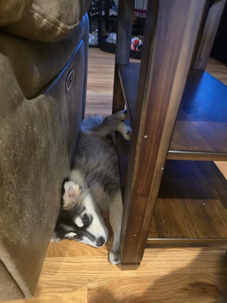 A baby medium-sized male Tricolor (Brown, Black, & White) Husky dog named Togo for adoption in Lafayette, CO