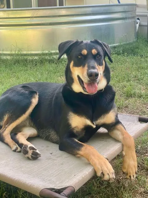 A young medium-sized female German Shepherd Dog dog named Hana for adoption in Vernon, CT