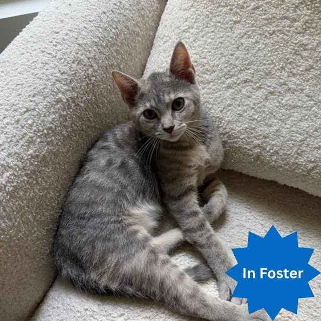 A baby small-sized female Domestic Short Hair cat named Count Von Count for adoption in Indianapolis, IN