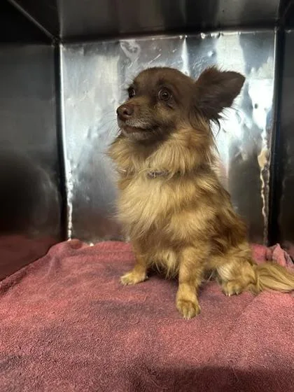 An adult small-sized female Golden Chihuahua dog named Tinker Bell for adoption in El Paso, TX