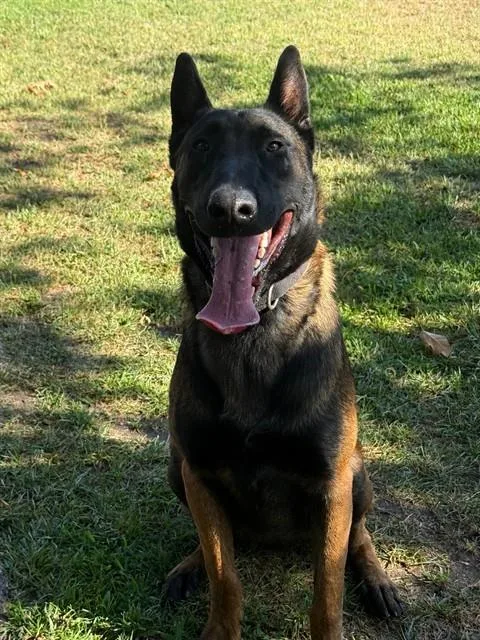 A young large-sized male Belgian Shepherd / Malinois dog named Mako for adoption in Riverside, CA