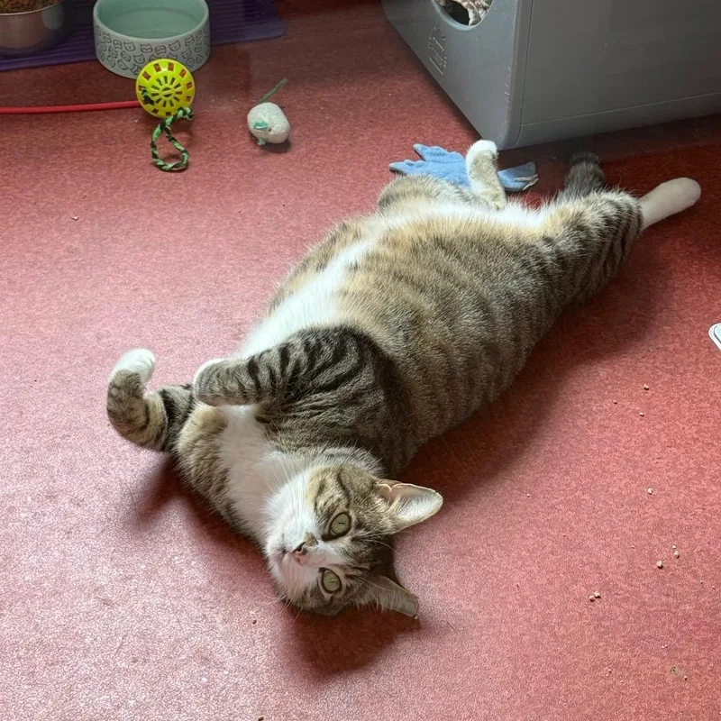 An adult extra large-sized male Domestic Short Hair cat named Western for adoption in Los Angeles, CA