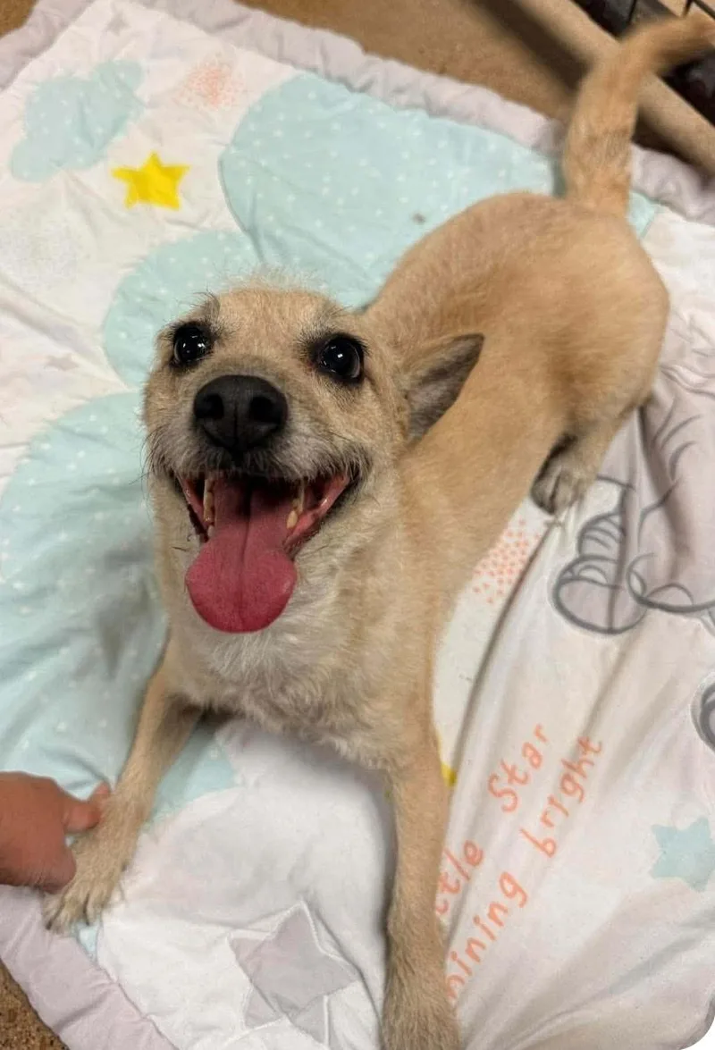 An adult small-sized female Yellow / Tan / Blond / Fawn Chihuahua dog named Bella for adoption in Grand Prairie, TX