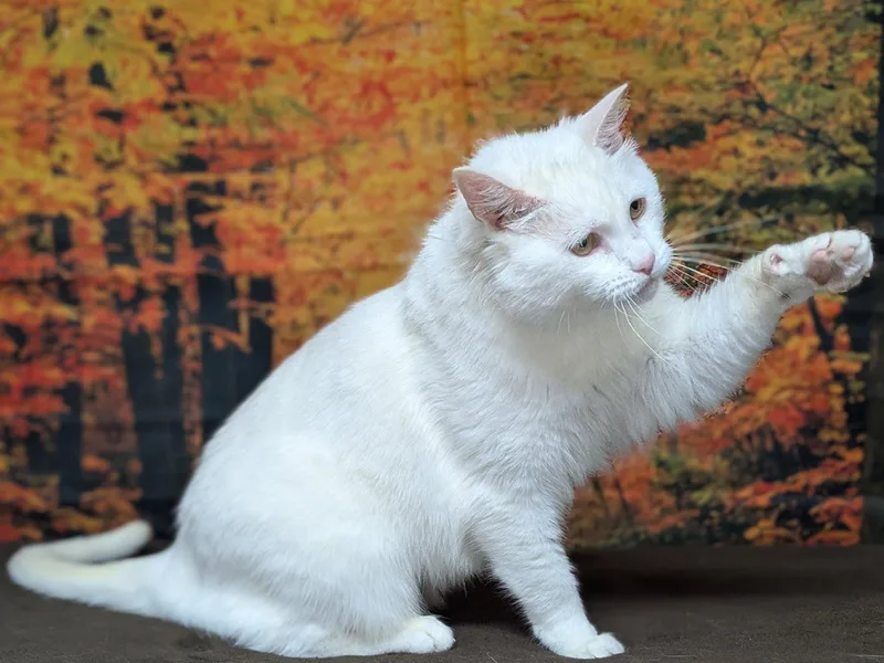 Christoval thumbnail 2