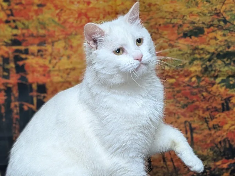 Christoval thumbnail 3