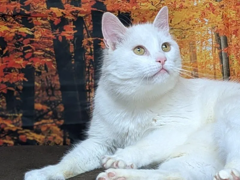 An adult medium-sized female White Domestic Short Hair cat named Christoval for adoption in Republic, WA