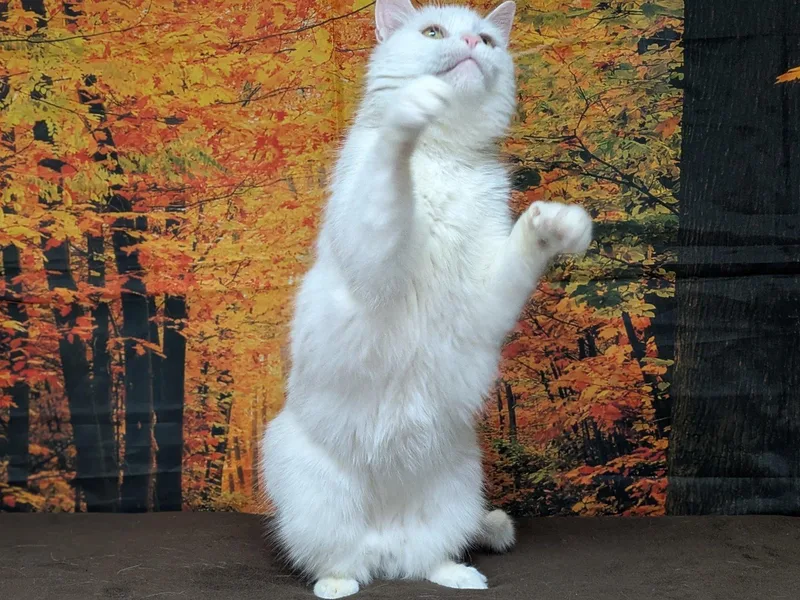 Christoval thumbnail 4