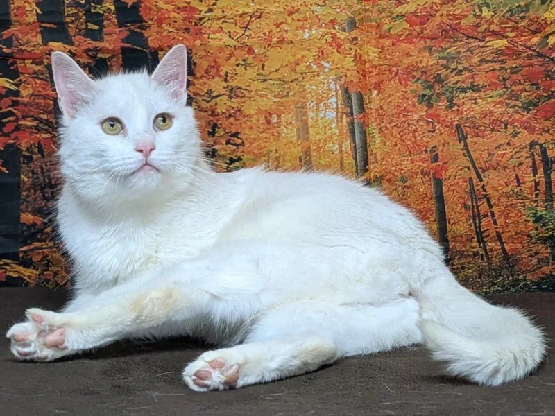 Christoval thumbnail 5