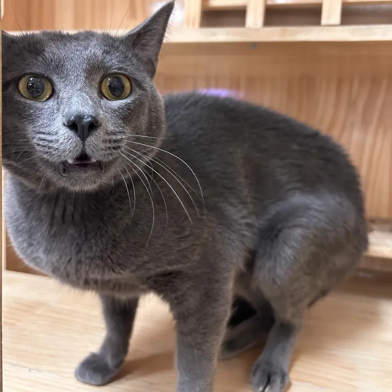 A young small-sized male Gray / Blue / Silver Domestic Short Hair cat named Sterling for adoption in Yucca Valley, CA