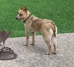 A young medium-sized female Red / Chestnut / Orange Australian Cattle Dog / Blue Heeler dog named Josie for adoption in Fort Worth, TX