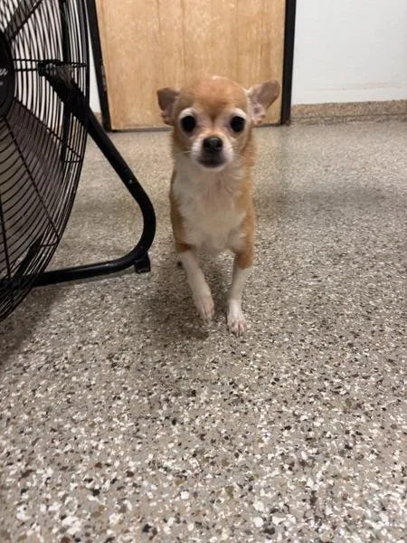 An adult small-sized female Chihuahua dog named Sabrina for adoption in Vancouver, WA