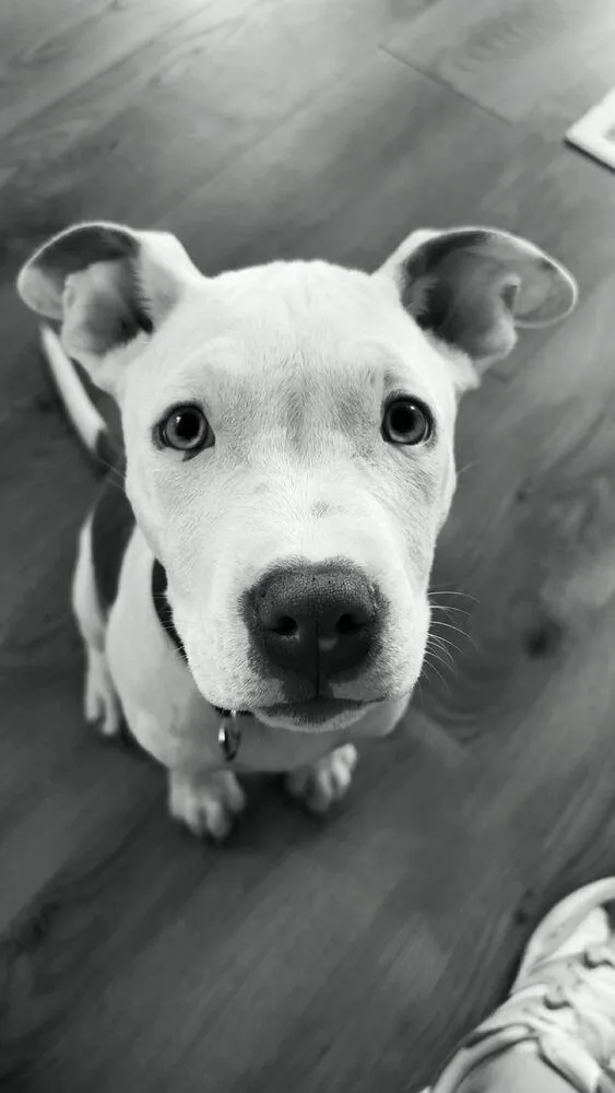 A young medium-sized male Pit Bull Terrier dog named Axel for adoption in Chattanooga, TN