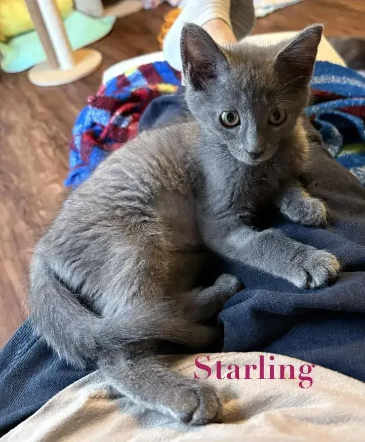 A baby small-sized male Domestic Short Hair cat named Starling for adoption in Grand Rapids, MI
