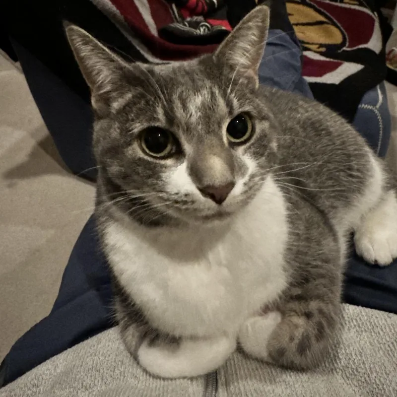 An adult medium-sized female Gray / Blue / Silver Domestic Short Hair cat named Sweet Dee C for adoption in Princeton, MN