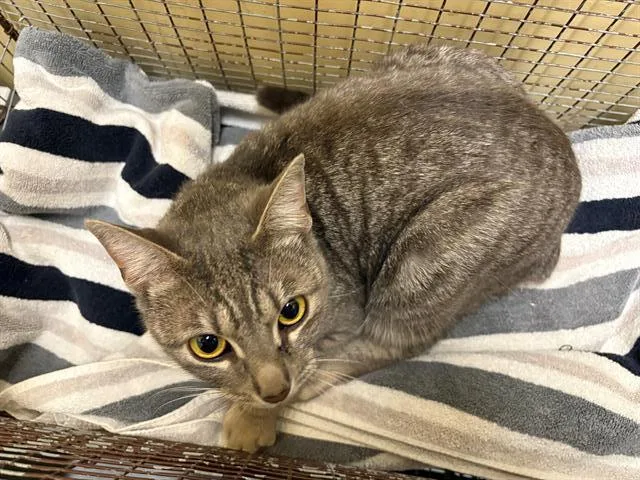 A young small-sized female Domestic Short Hair cat named Paloma for adoption in Tustin, CA