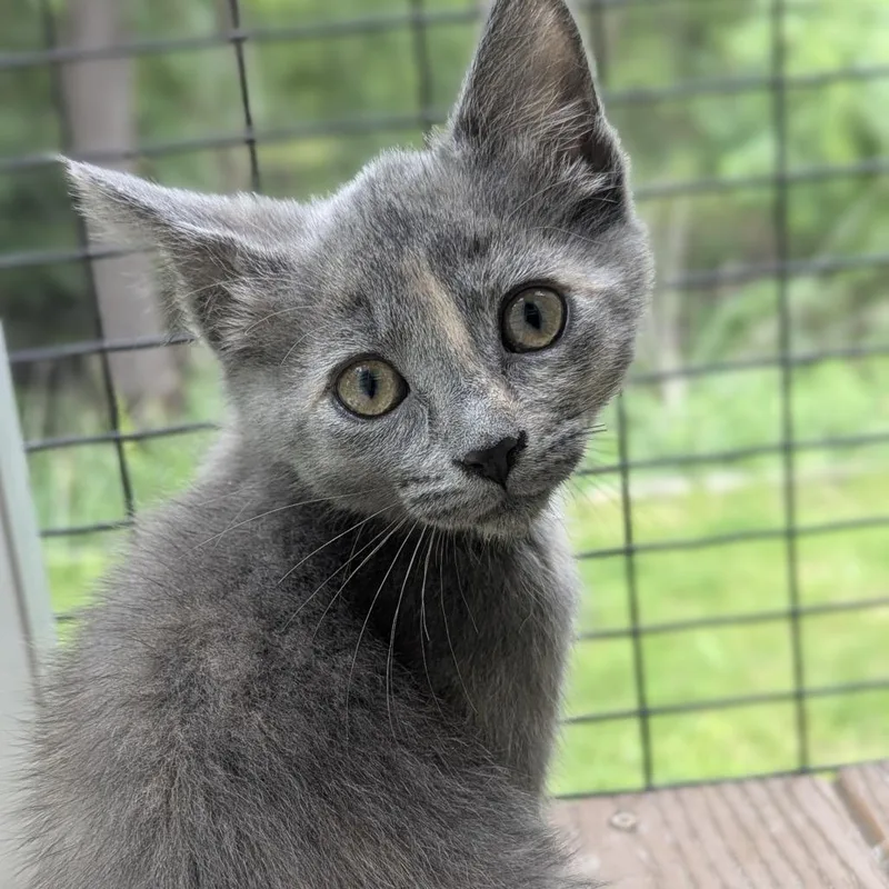 A baby medium-sized female Dilute Tortoiseshell Domestic Short Hair cat named Flora for adoption in Fenton, MI