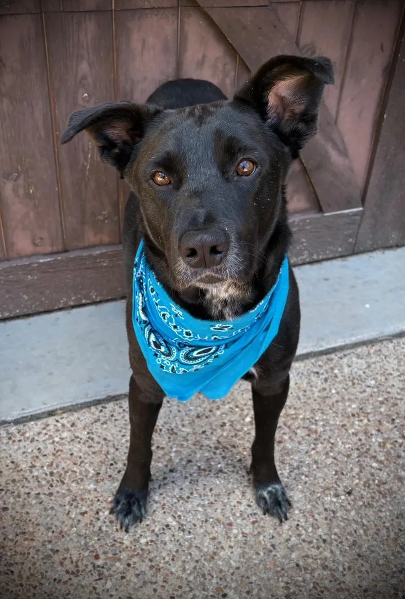 An adult medium-sized male Black Labrador Retriever dog named Pepper for adoption in Lavon, TX