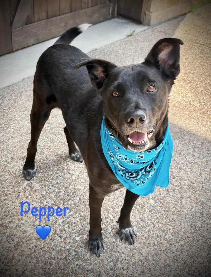 Pepper thumbnail 2