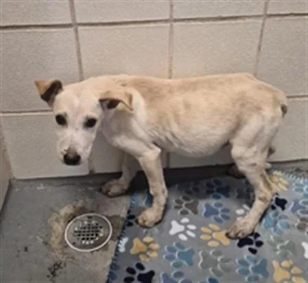 A baby small-sized female Labrador Retriever dog named Mini Wheat for adoption in Corpus Christi, TX