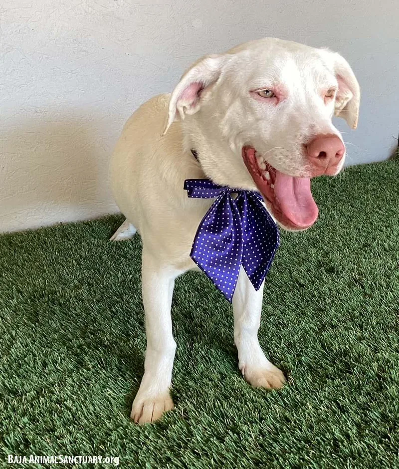 A young medium-sized female White / Cream Pit Bull Terrier dog named April for adoption in San Diego, CA