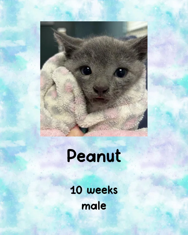A young medium-sized female Gray / Blue / Silver Domestic Short Hair cat named Peanut for adoption in Holbrook, NY
