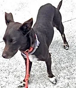 A young medium-sized female Dachshund dog named A for adoption in Houston, TX