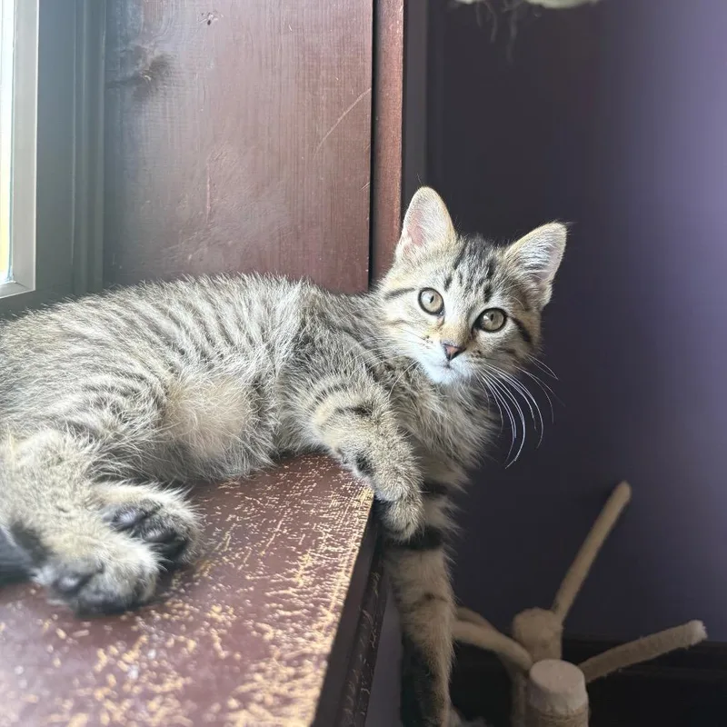 A baby small-sized female Brown / Chocolate Domestic Short Hair cat named Fleck for adoption in Gibsonia, PA