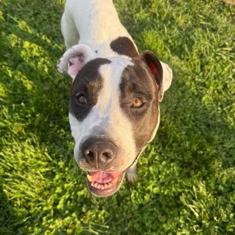 An adult large-sized female White / Cream Pit Bull Terrier dog named Kira for adoption in Baltimore, MD