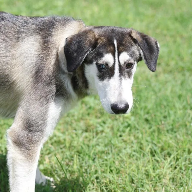 A young medium-sized male Husky dog named Bruce Somemighty for adoption in San Antonio, TX