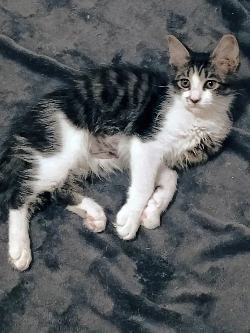 A baby medium-sized female Tabby (Gray / Blue / Silver) Domestic Medium Hair cat named Batuffola for adoption in Apex, NC