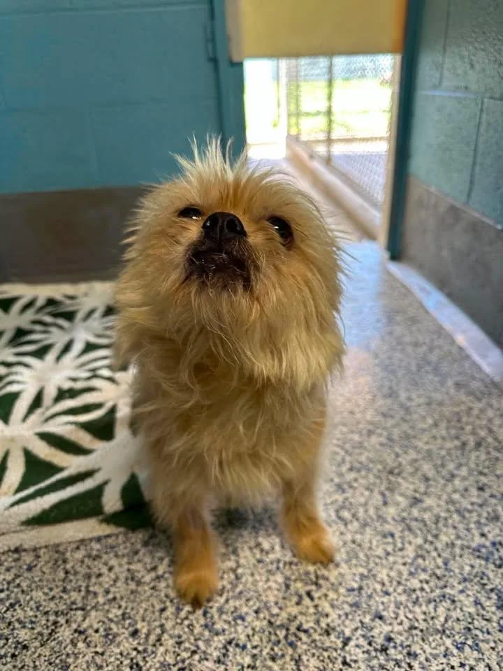 An adult small-sized male Apricot / Beige Brussels Griffon dog named Otis for adoption in Wilmington, NC