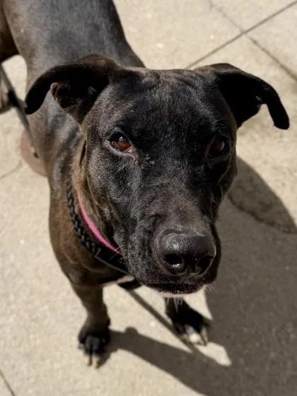 An adult medium-sized male Mixed Breed dog named Carl for adoption in Cincinnati, OH