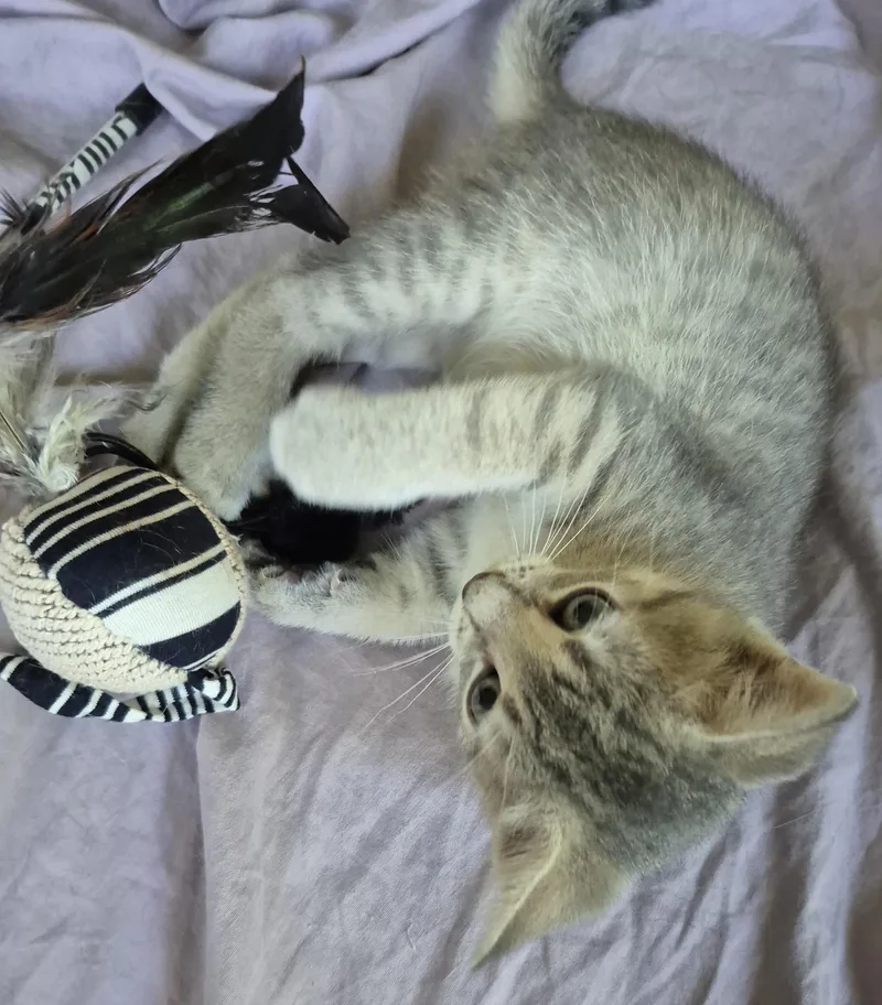 A baby medium-sized female Tabby (Gray / Blue / Silver) Maine Coon cat named MImi for adoption in Sardinia, OH
