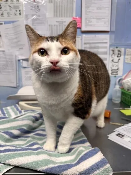 An adult small-sized female Domestic Short Hair cat named Athena for adoption in Roseville, CA