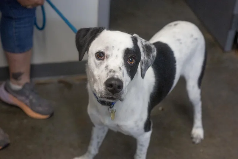 A young large-sized male Border Collie dog named Desi for adoption in Mountain Home, AR