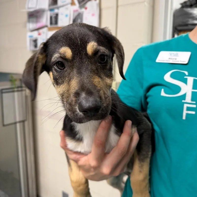A baby large-sized female Black Catahoula Leopard Dog dog named Toffee for adoption in Lakeland, FL