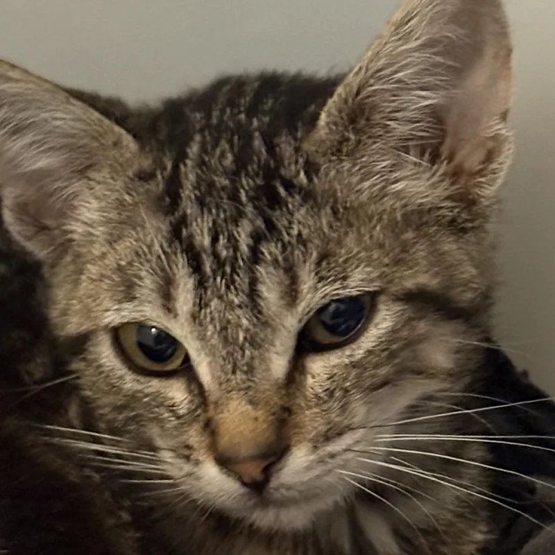 A baby small-sized male Domestic Short Hair cat named Socorro for adoption in Los Angeles, CA