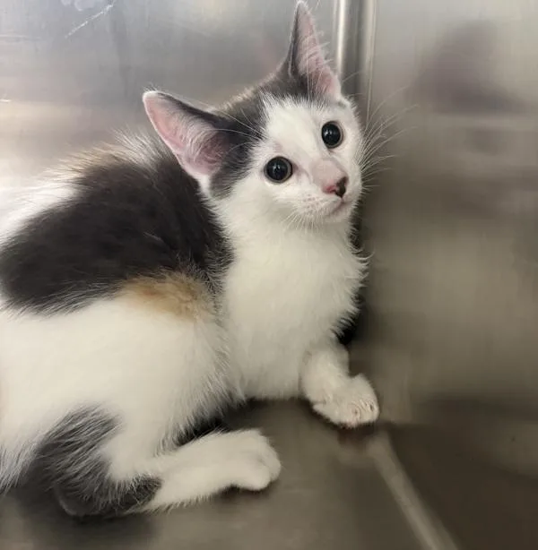 A baby small-sized female Domestic Short Hair cat named Mandy for adoption in Sioux City, IA