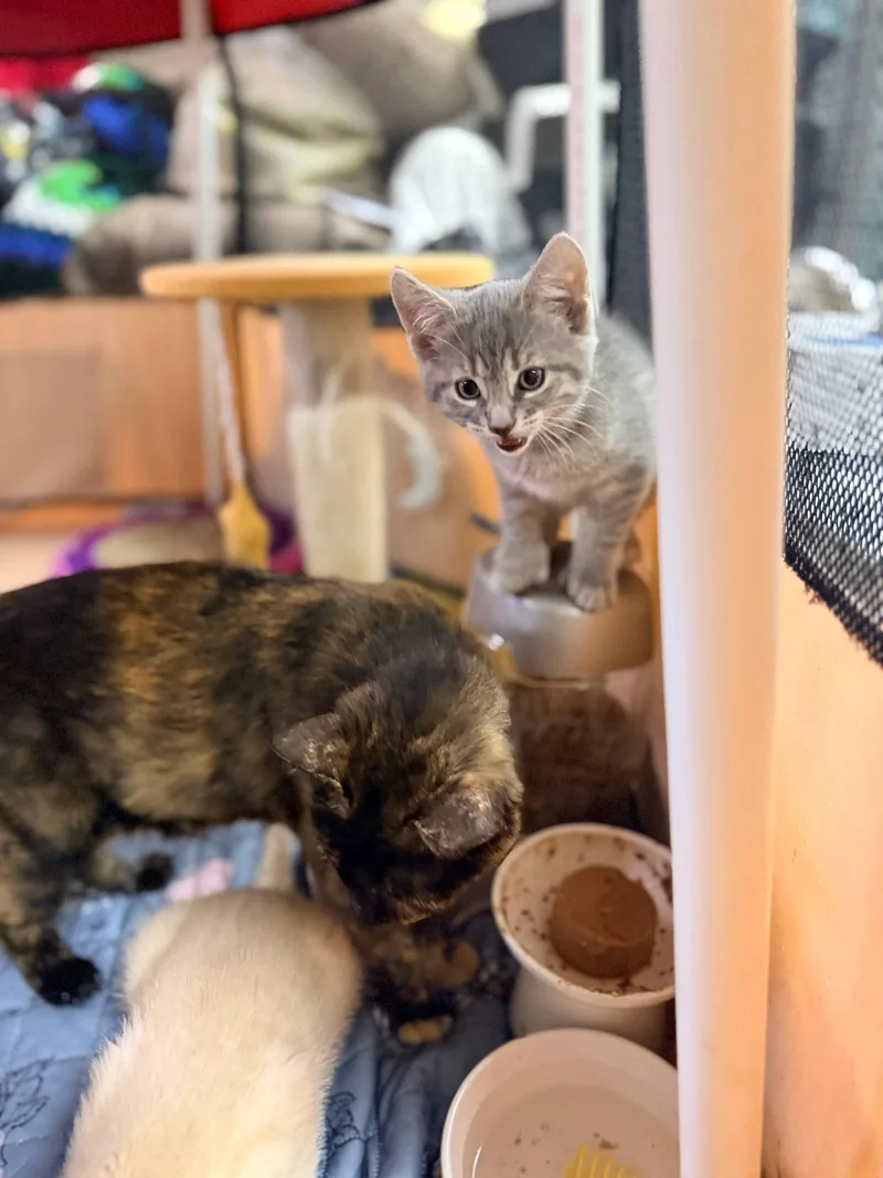 A baby medium-sized male Tabby (Gray / Blue / Silver) Domestic Short Hair cat named Mercury for adoption in Philadelphia, PA