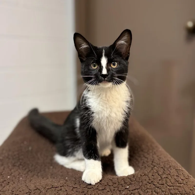 A baby small-sized male Domestic Short Hair cat named Shrimp for adoption in Fargo, ND