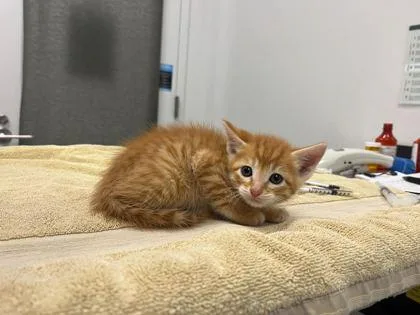 A baby small-sized male Orange / Red Domestic Short Hair cat named Mango for adoption in Kansas City, MO