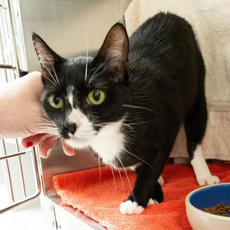 A young medium-sized female Domestic Short Hair cat named Sola for adoption in Shoreline, WA