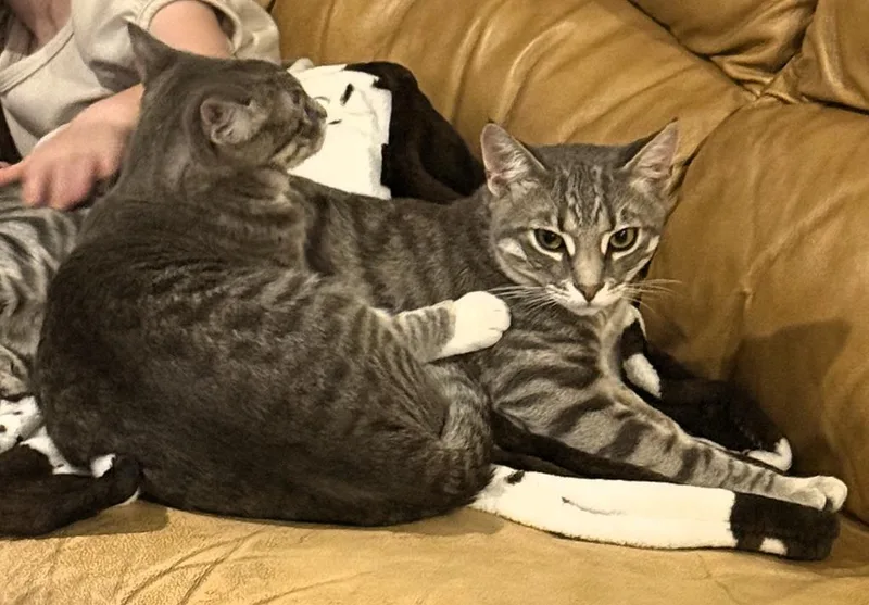 A young large-sized male Domestic Short Hair cat named Tigger Booties for adoption in Sebastian, FL
