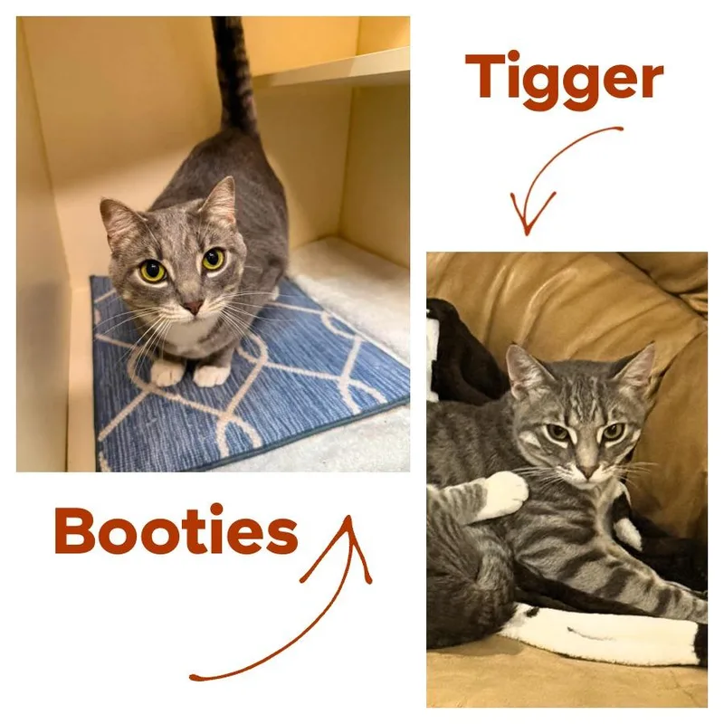 Tigger  Booties thumbnail 4