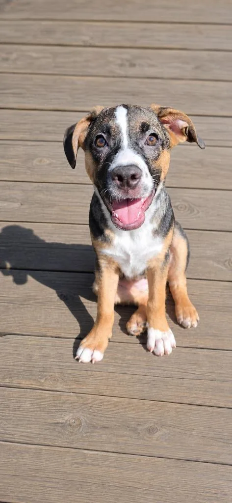 A baby medium-sized female Pug dog named Magnolia for adoption in Walnutport, PA