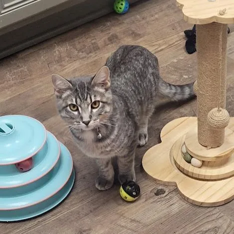 A baby small-sized male Gray / Blue / Silver Domestic Short Hair cat named Hudson for adoption in Grand Island, NE