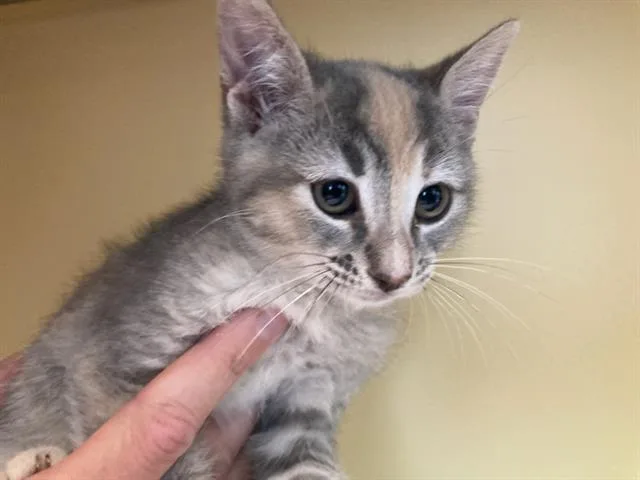 A baby small-sized female Domestic Short Hair cat named Ozzy for adoption in Tustin, CA